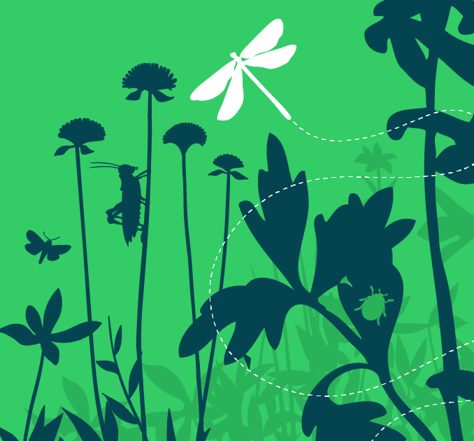 Climate & Environment Special Draw Wildlife illustration